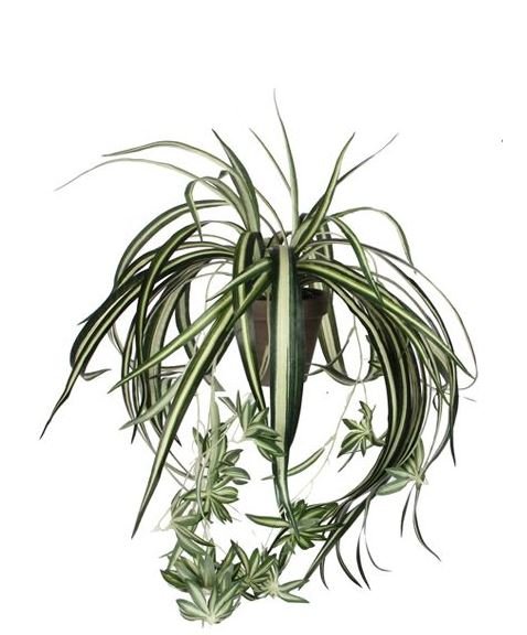 Chlorophytum in pot - Groen - Van Erkel Winkelmaterialen
