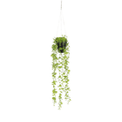 Decoratie, Eucalypthus hangend in pot - Groen - Van Erkel Winkelmaterialen