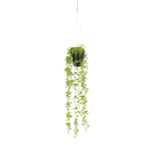 Decoratie, Eucalypthus hangend in pot - Groen - Van Erkel Winkelmaterialen