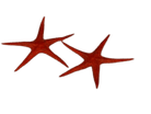 Decoratie zeester (2st) - 280mm - Rood - Van Erkel Winkelmaterialen