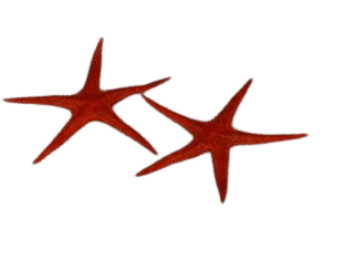 Decoratie zeester (2st) - 280mm - Rood - Van Erkel Winkelmaterialen