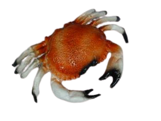 Krab middel - 200x130mm - Rood - Van Erkel Winkelmaterialen