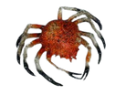 Krab tropisch - 220x200mm - Oranje - Van Erkel Winkelmaterialen