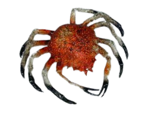 Krab tropisch - 220x200mm - Oranje - Van Erkel Winkelmaterialen