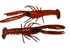 Kreeft klein (2st) - 300x110mm - Rood - Van Erkel Winkelmaterialen