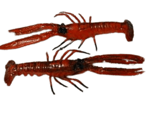 Kreeft klein (2st) - 300x110mm - Rood - Van Erkel Winkelmaterialen