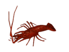 Kreeft Tropisch - 330x190mm - Van Erkel Winkelmaterialen