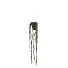 Rhipsalis hangend in pot - Groen - Van Erkel Winkelmaterialen