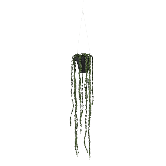Rhipsalis hangend in pot - Groen - Van Erkel Winkelmaterialen
