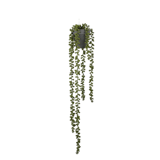Senecio hangend in pot - Groen - Van Erkel Winkelmaterialen