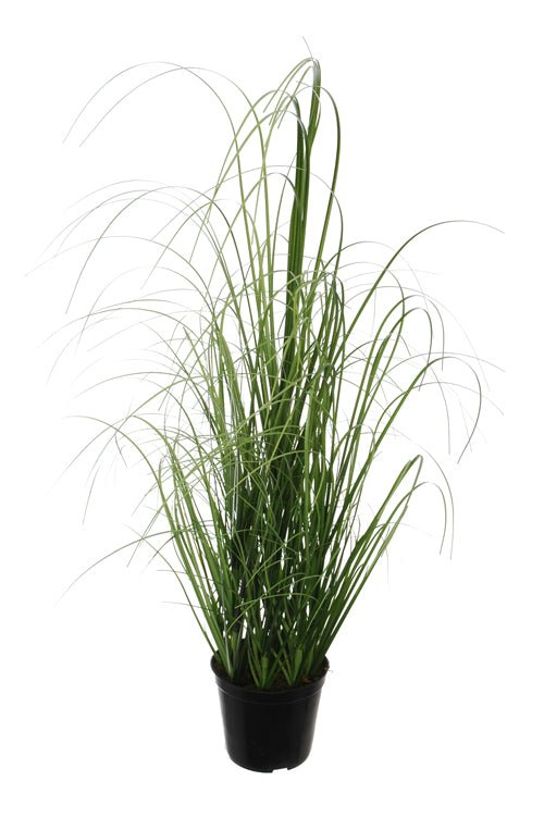Gras in pot - Ø85x500mm - Van Erkel Winkelmaterialen